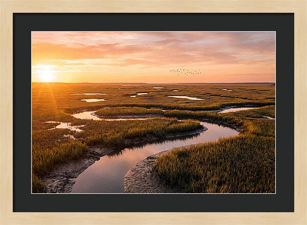Blackwater Marsh Serenity