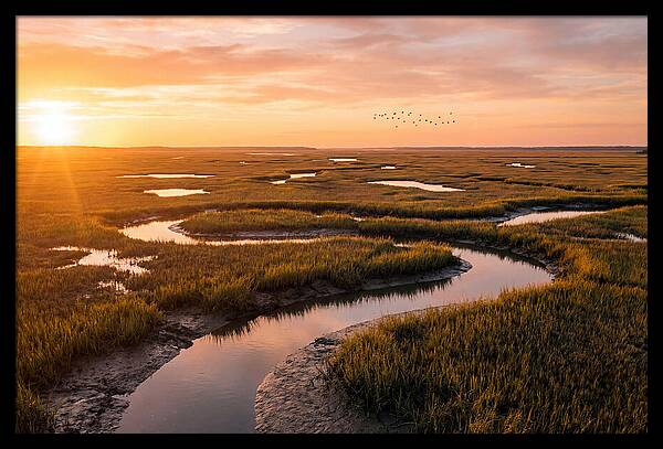 Blackwater Marsh Serenity