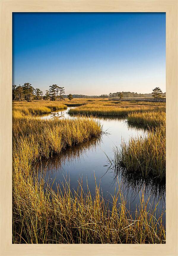 Blackwater Wetland Serenity