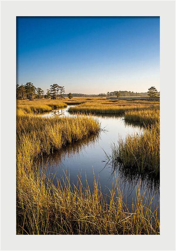 Blackwater Wetland Serenity
