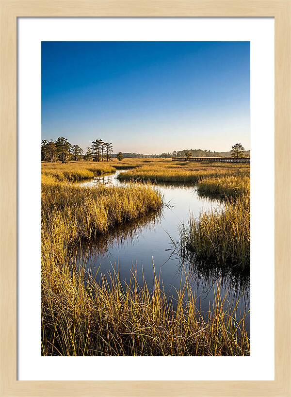Blackwater Wetland Serenity