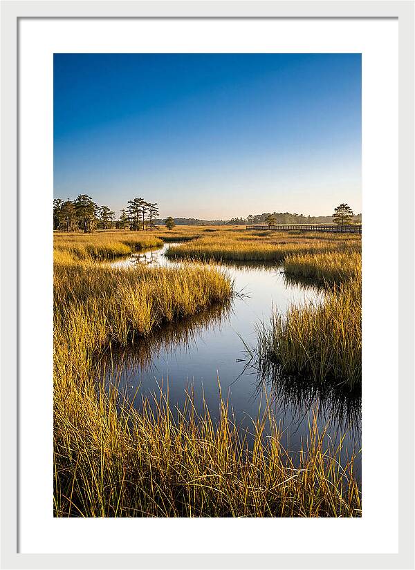 Blackwater Wetland Serenity