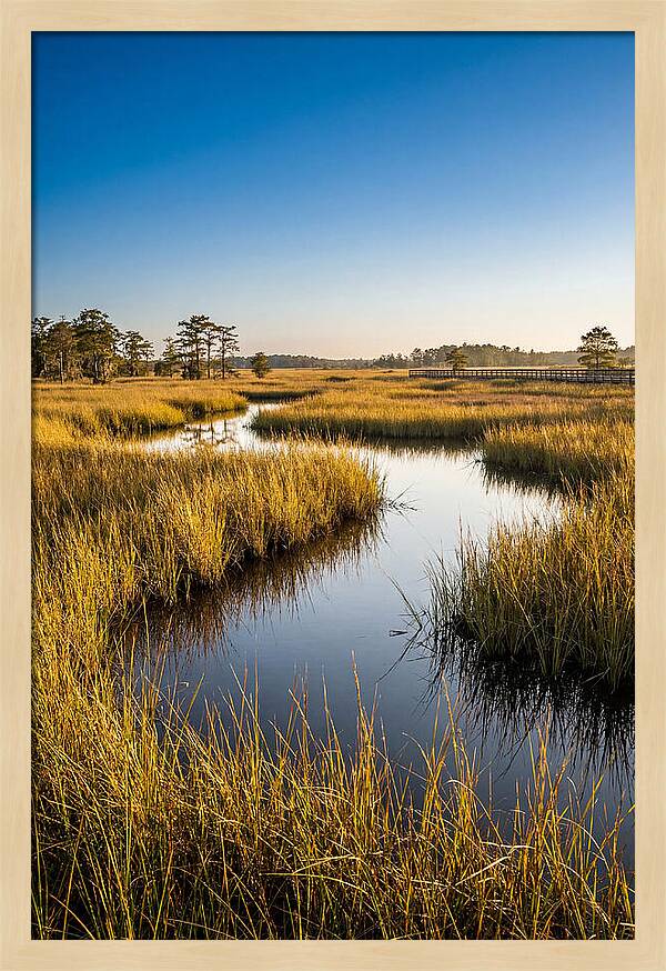 Blackwater Wetland Serenity
