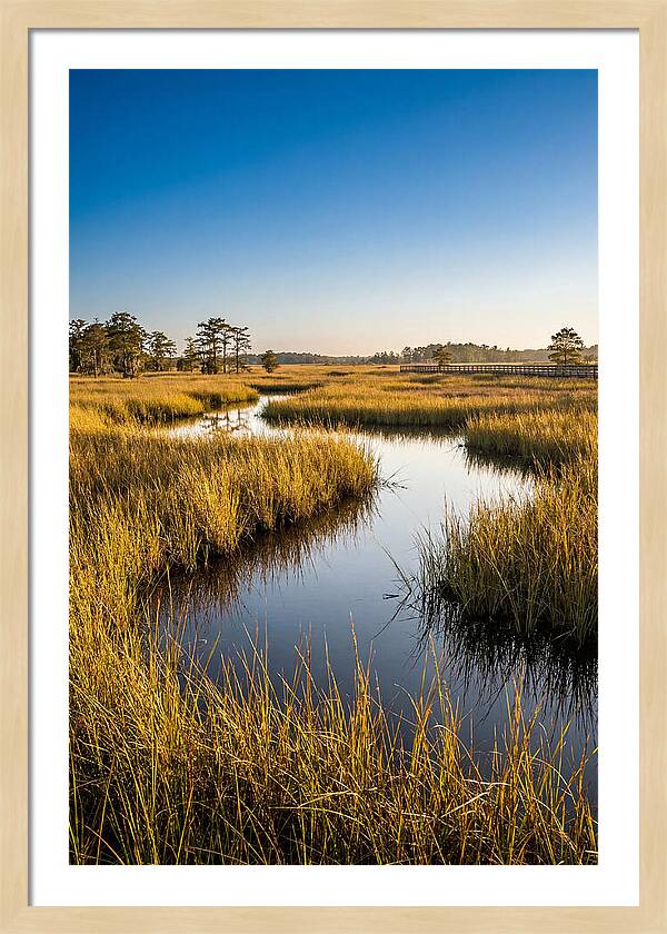 Blackwater Wetland Serenity