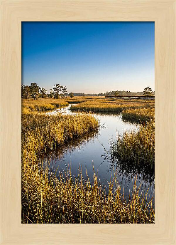 Blackwater Wetland Serenity