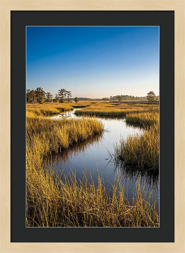 Blackwater Wetland Serenity