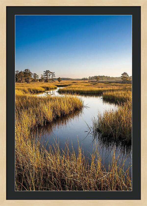 Blackwater Wetland Serenity