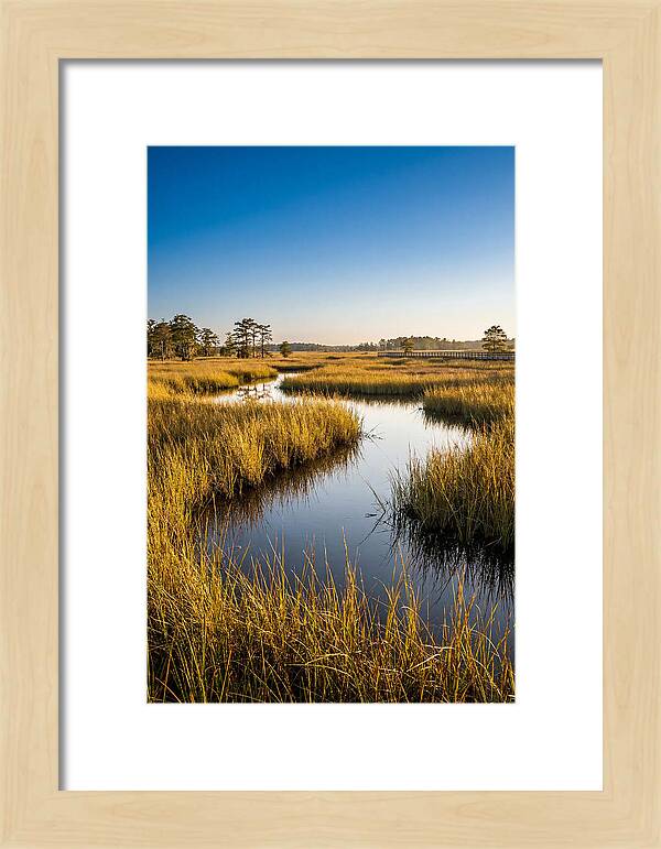 Blackwater Wetland Serenity