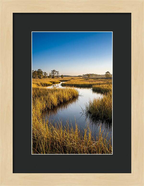 Blackwater Wetland Serenity