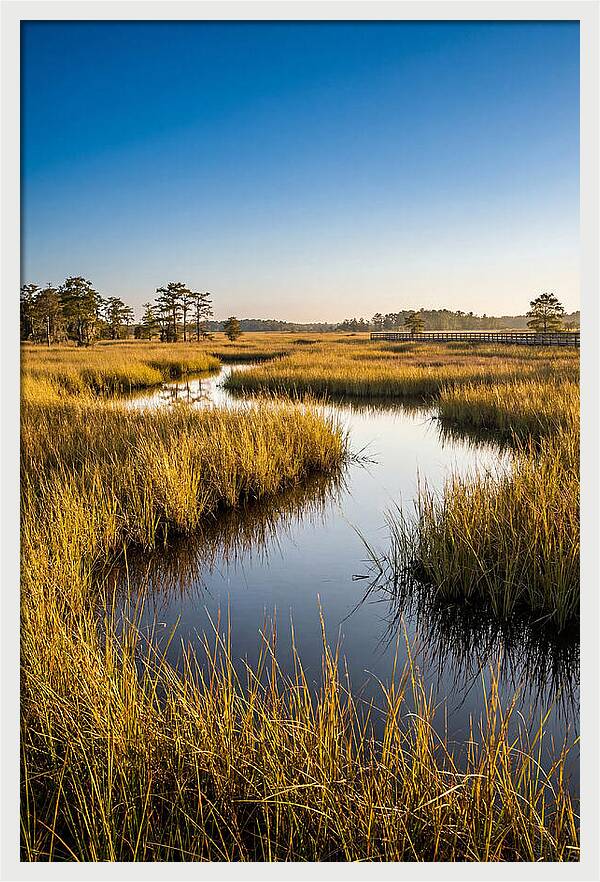 Blackwater Wetland Serenity