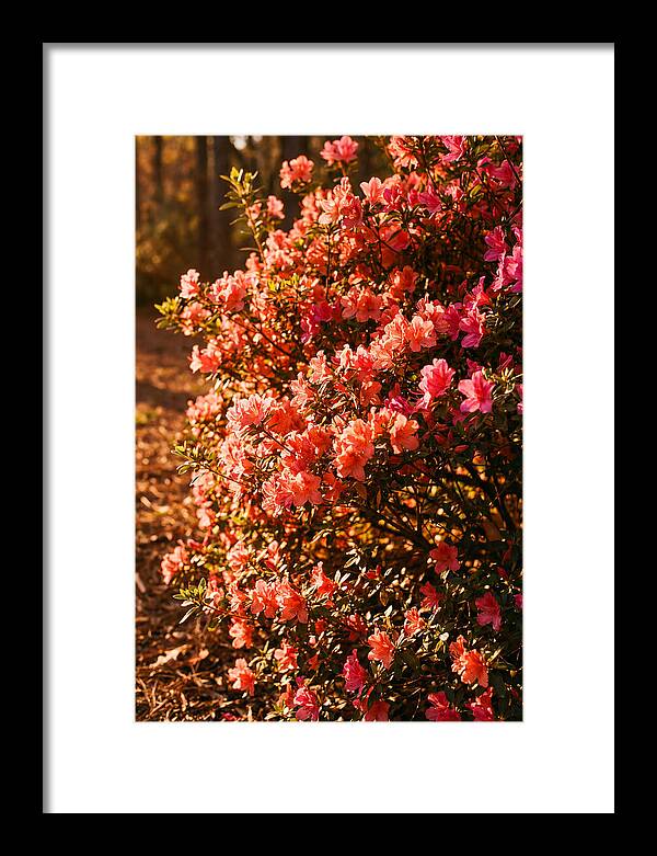 Blazing Coral Azalea Hedge