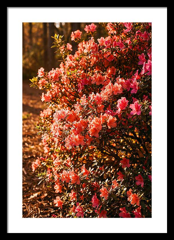 Blazing Coral Azalea Hedge