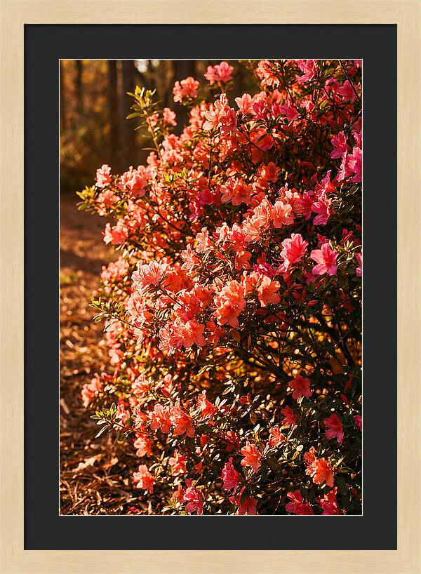 Blazing Coral Azalea Hedge