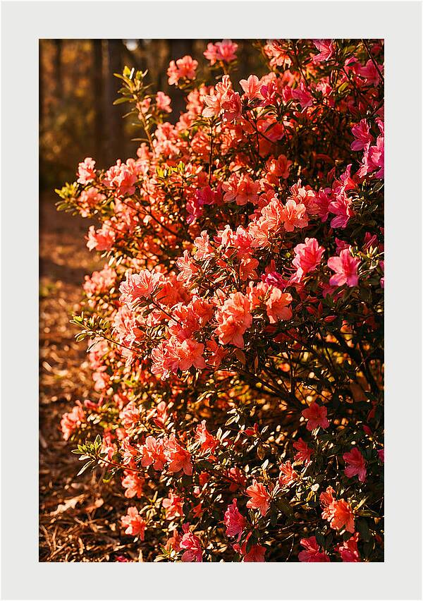 Blazing Coral Azalea Hedge