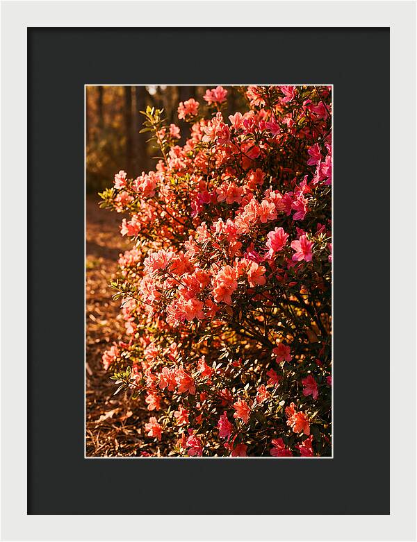 Blazing Coral Azalea Hedge
