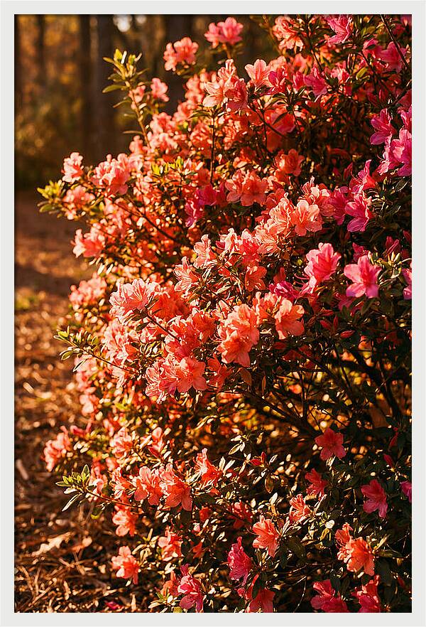 Blazing Coral Azalea Hedge