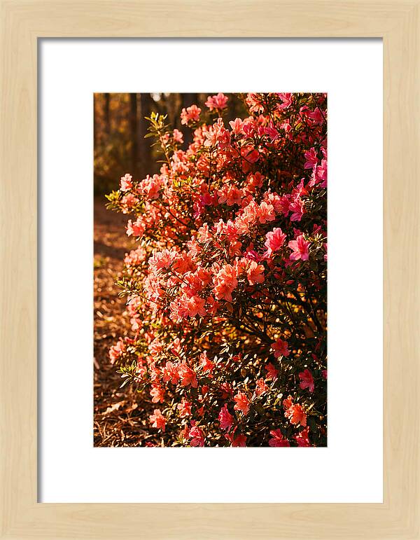 Blazing Coral Azalea Hedge