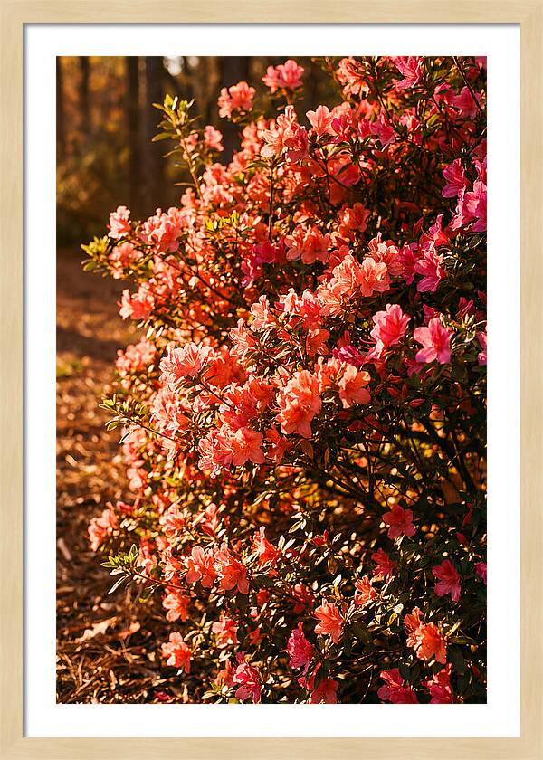 Blazing Coral Azalea Hedge