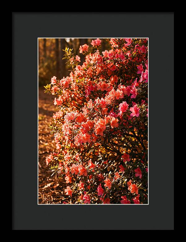 Blazing Coral Azalea Hedge