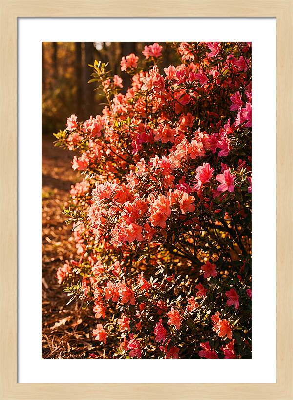 Blazing Coral Azalea Hedge