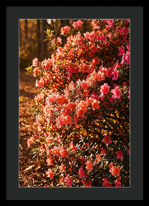 Blazing Coral Azalea Hedge