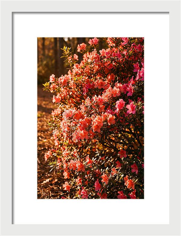 Blazing Coral Azalea Hedge