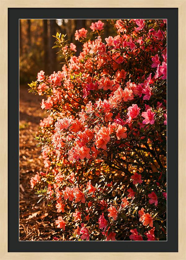 Blazing Coral Azalea Hedge