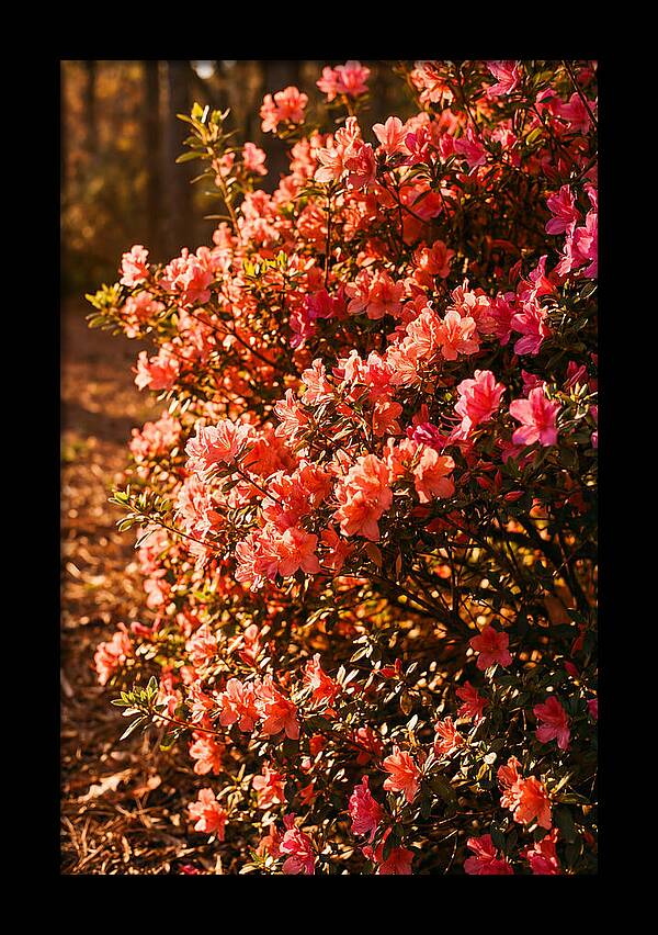 Blazing Coral Azalea Hedge