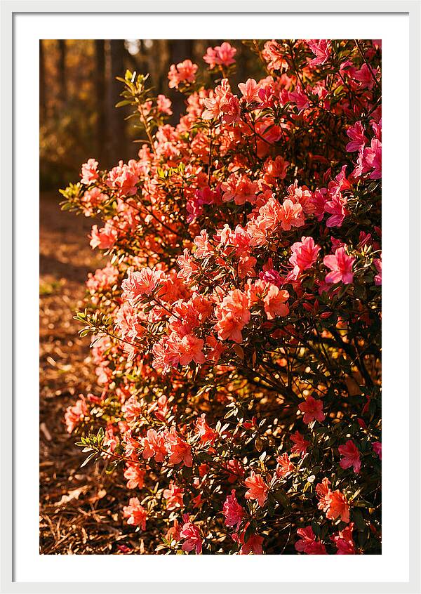 Blazing Coral Azalea Hedge