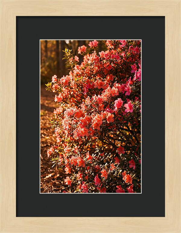 Blazing Coral Azalea Hedge