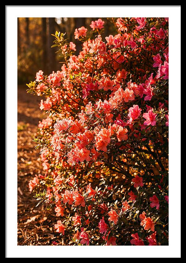 Blazing Coral Azalea Hedge