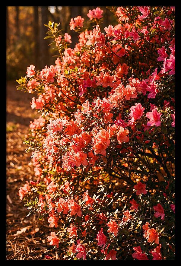 Blazing Coral Azalea Hedge
