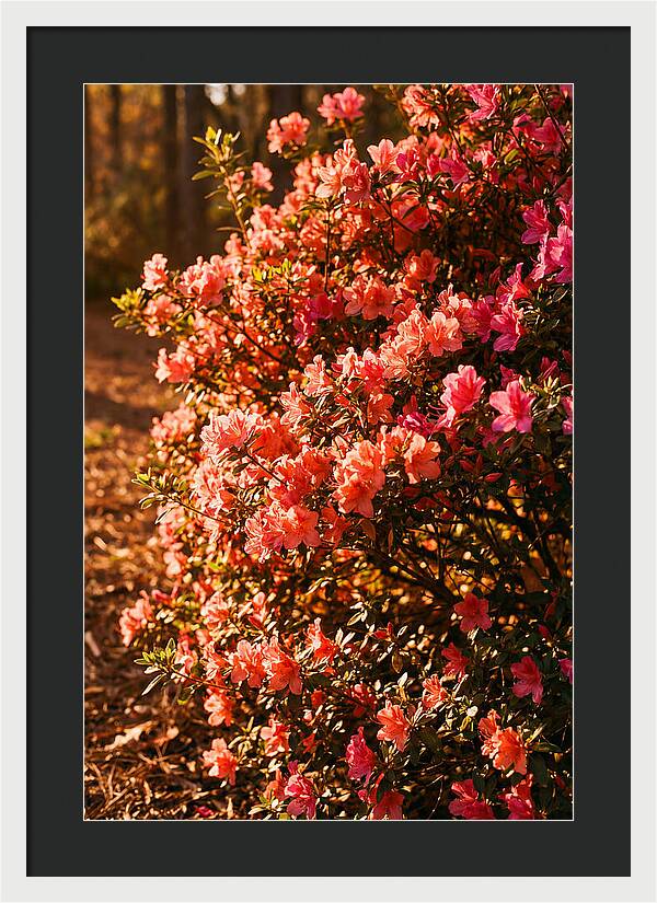 Blazing Coral Azalea Hedge