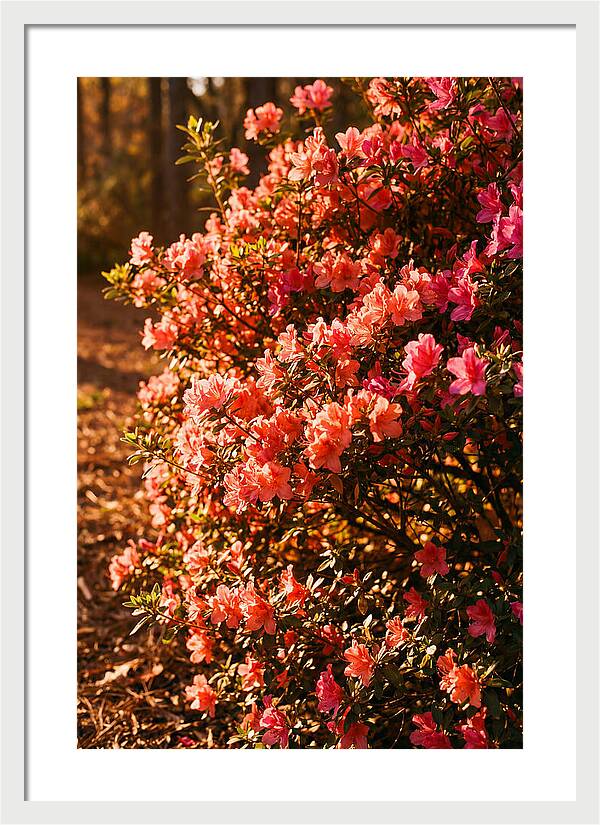 Blazing Coral Azalea Hedge