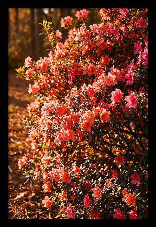 Blazing Coral Azalea Hedge