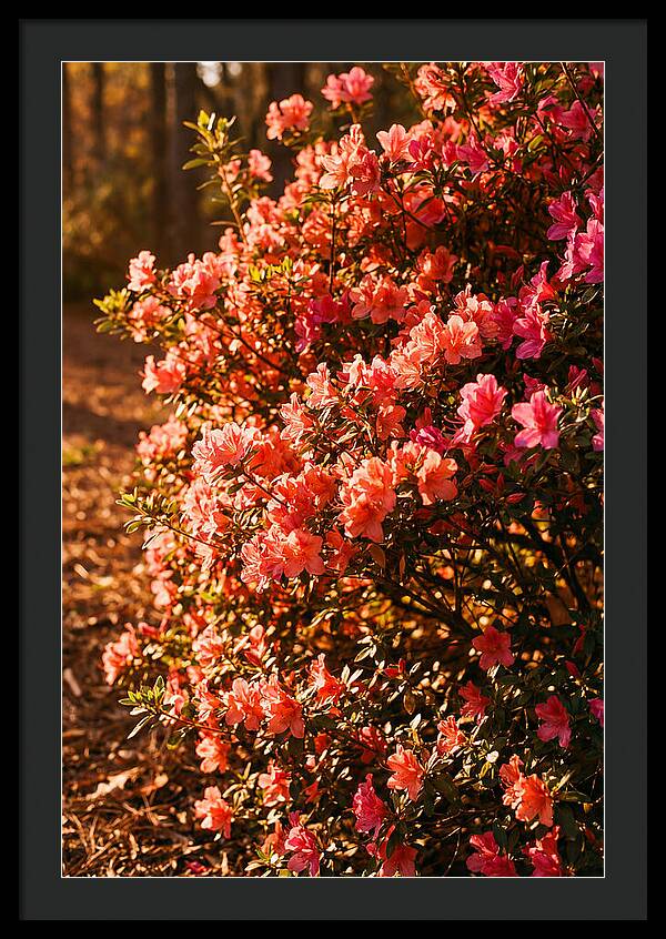 Blazing Coral Azalea Hedge