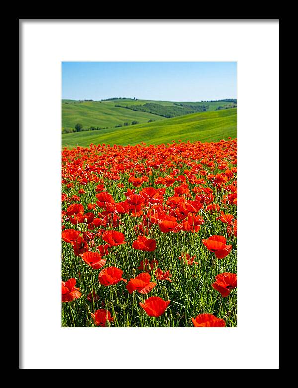 Blazing Red Poppy Field