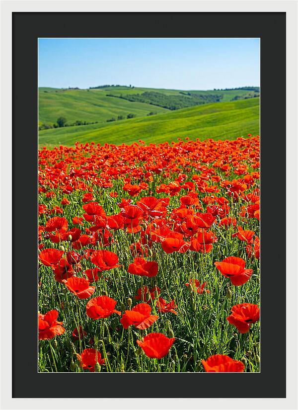 Blazing Red Poppy Field