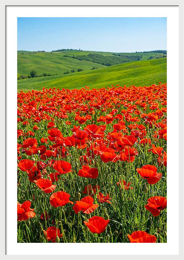 Blazing Red Poppy Field