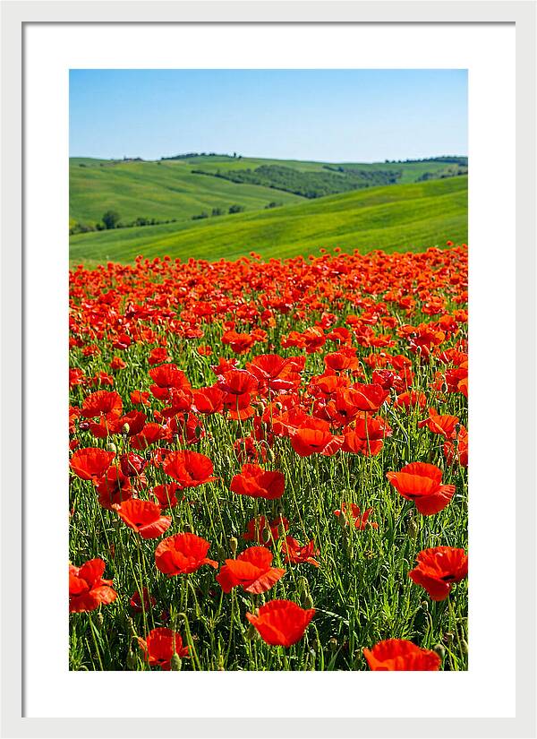 Blazing Red Poppy Field