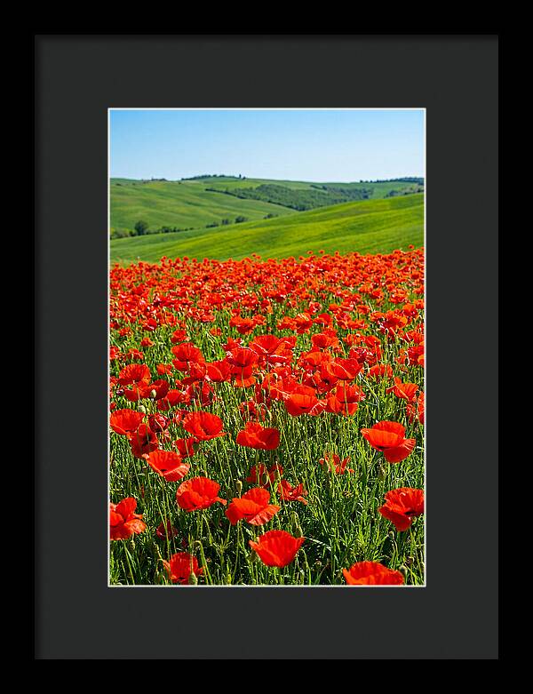 Blazing Red Poppy Field