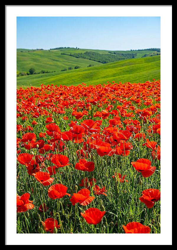 Blazing Red Poppy Field