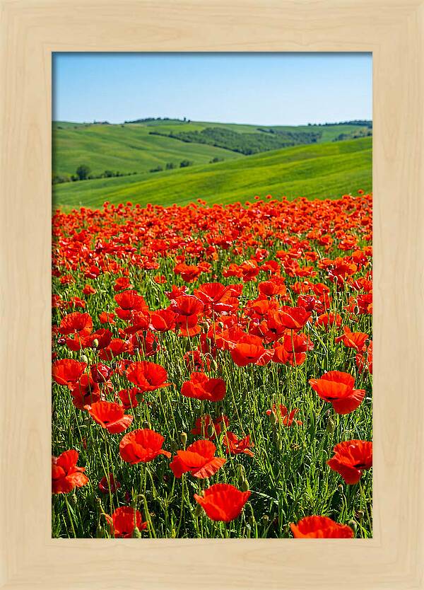 Blazing Red Poppy Field