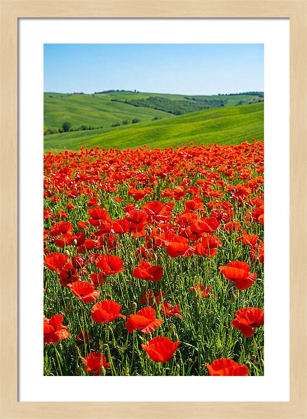Blazing Red Poppy Field