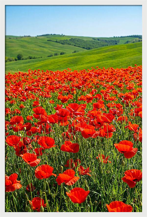 Blazing Red Poppy Field