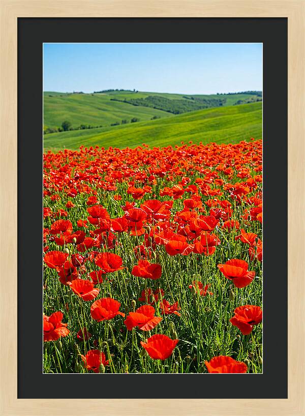 Blazing Red Poppy Field