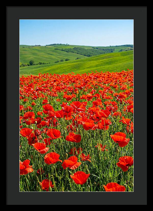 Blazing Red Poppy Field