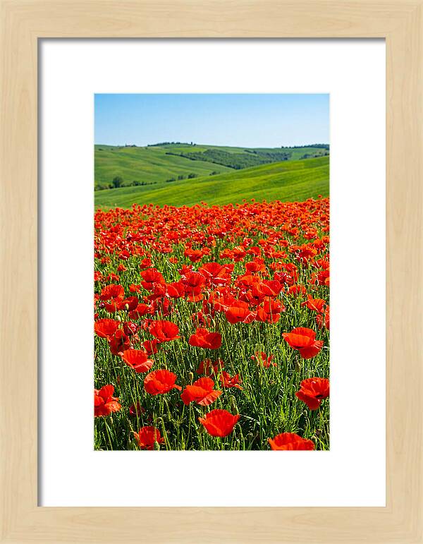 Blazing Red Poppy Field