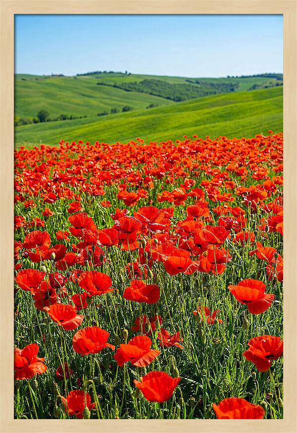 Blazing Red Poppy Field