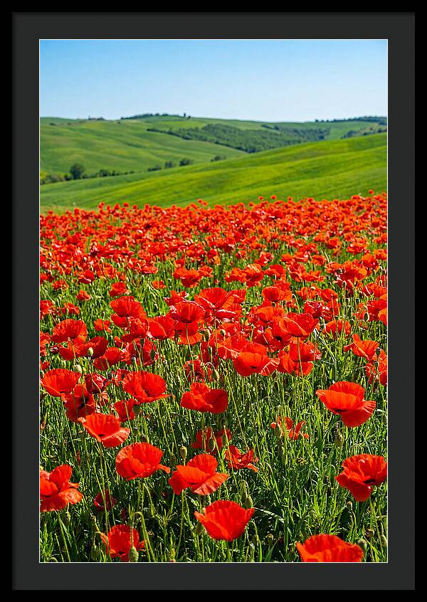 Blazing Red Poppy Field